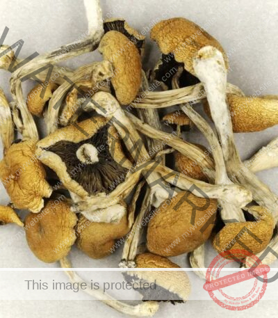 Brazilian Cubensis Magic Mushrooms