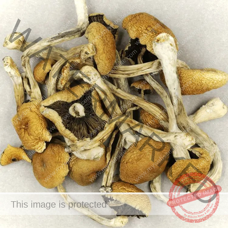 Brazilian Cubensis Magic Mushrooms