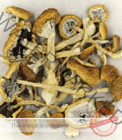 Cubensis Cambodia