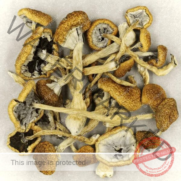 Cubensis Cambodia