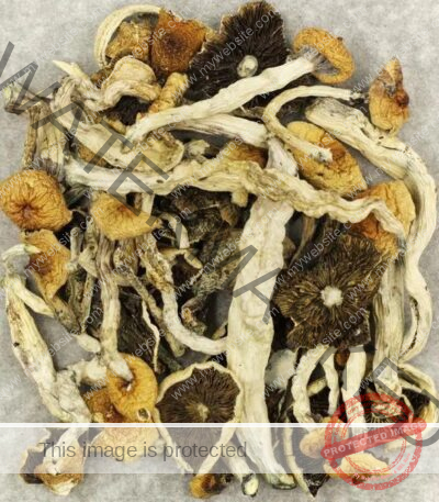 Cuban Cubensis Mushrooms