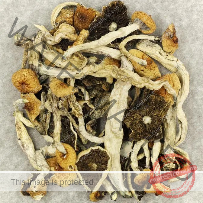 Cuban Cubensis Mushrooms