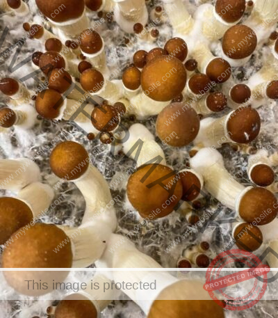 Golden Teacher Magic Mushrooms