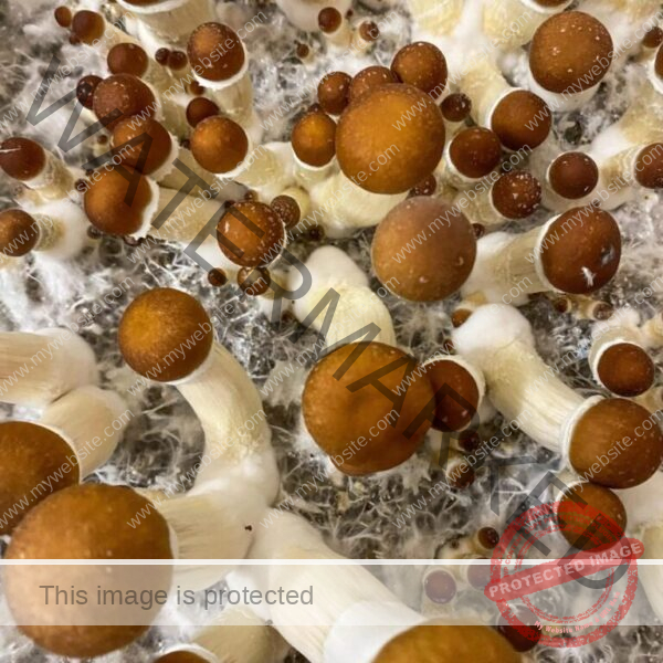 Golden Teacher Magic Mushrooms