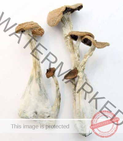 Alacabenzi Mushrooms