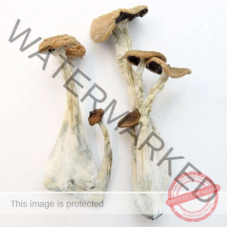 Alacabenzi Mushrooms